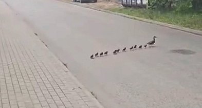Strażnicy KPN, by uniknąć dramatu, wstrzymali ruch na drodze [VIDEO]-84099