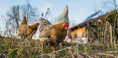 Wielki powrót drobiu na targowisko w Kozłowie Biskupim-84357