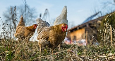 Wielki powrót drobiu na targowisko w Kozłowie Biskupim-84357