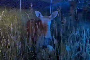 Łoś - gagatek urządził sobie ucztę przy DK 50 [VIDEO]-84364