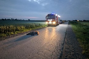 Potrącenie dzika w Szymanowie, liczba kolizji ze zwierzętami rośnie-84479