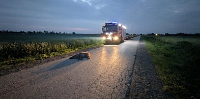 Potrącenie dzika w Szymanowie, liczba kolizji ze zwierzętami rośnie-84479