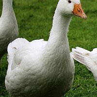 zdjecie ogloszenia