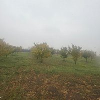 zdjecie ogloszenia