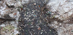 Śnięte ryby w stawie w Parku Garbolewskiego