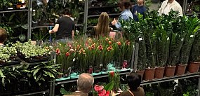 Festiwal Roślin wraca do Sochaczewa, i to w wielkim sty