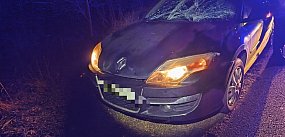 Sarna, łoś, borsuk. Kilkanaście potrąceń w ciągu kilku