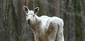 Takie cudo w KPN, co ciekawe, to nie albinos