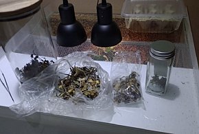 Policja Sochaczew: marihuana w pojemniku, a grzybki na suszarce i w lodówce-89045