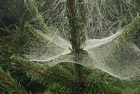 Kupujesz żywą choinkę na święta? Ten szczegół łatwo przeoczyć-89848