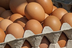 Salmonella wykryta w jajach! GIS wydał pilne ostrzeżenie-89985