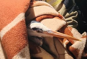 Sochaczewscy strażacy uratowali ptaka, nietypowa interwencja nad Bzurą