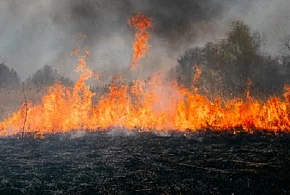 Strażacy o pożarze za szkołą. Ludzka nieodpowiedzialność i jej ofiary