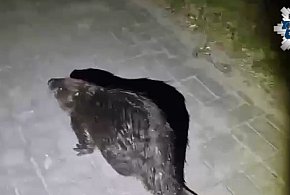 Specjalna eskorta policji w Brochowie, jest nagranie z akcji [WIDEO]