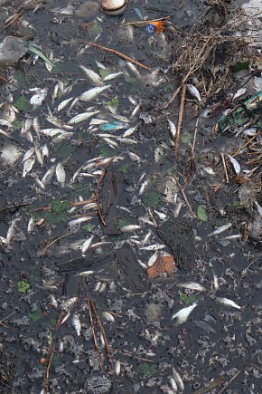 Śnięte ryby w Sochaczewie-16586