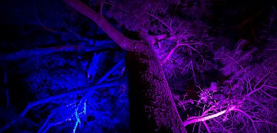 Iluminacja parku w Żelazowej Woli czas start-88646