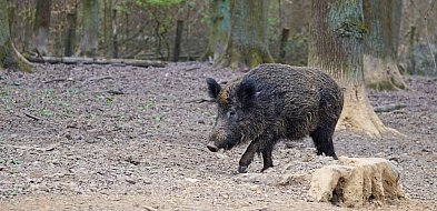 Dzik jest dziki, dzik jest zły: o dzikach na sesji w Młodzieszynie i nie tylko-89021