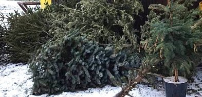 Gmina Sochaczew odbierze żywe choinki od mieszkańców-90670
