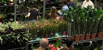 Festiwal Roślin wraca do Sochaczewa, i to w wielkim stylu-90817