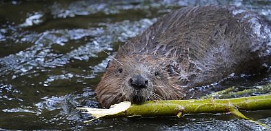 Bobry rozrabiają w gminie Nowa Sucha-90841