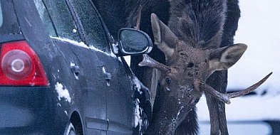 A łoś ci auto lizał! Takie dziwy w KPN
