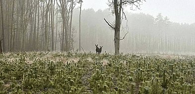 Nadleśnictwo Radziwiłłów zaprasza naszych mieszkańców na zajęcia
