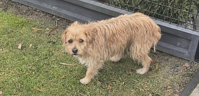 Zimowa zbiórka dla schroniska Psiakowo w Młodzieszynie trwa