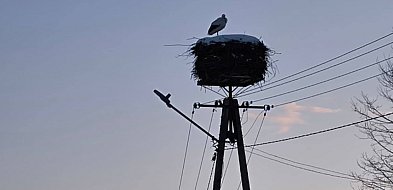 Bocian biały w KPN. Przetrwał najtrudniejszą zimę życia