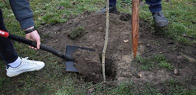 Będą sadzić las w Teresinie, gmina zaprasza mieszkańców
