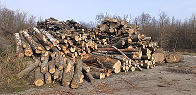 Program Port Polska przekazuje drewno powiatowi sochaczewskiemu