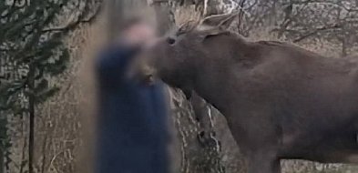 Nie prowokujcie tragedii: apel Kampinoskiego Parku Narodowego