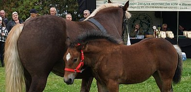 Nadchodzące wydarzenia w Sochaczewie i okolicy [24 kwietnia - 3 maja]