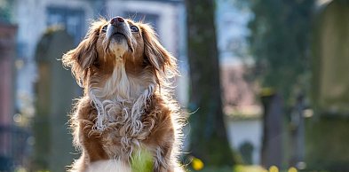 Problemy z układem ruchu u psa: przyczyny, objawy i koszty leczenia