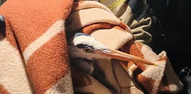 Sochaczewscy strażacy uratowali ptaka, nietypowa interwencja nad Bzurą
