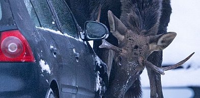 A łoś ci auto lizał! Takie dziwy w KPN
