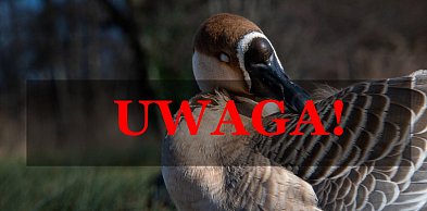 Pilny komunikat weterynaryjny dla Gminy Młodzieszyn