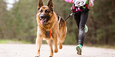 MOSiR otwiera zapisy na Bieg z Psem
