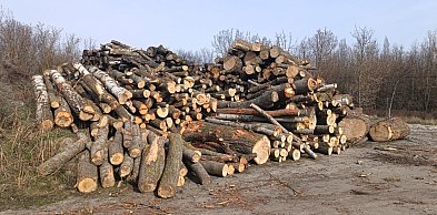 Program Port Polska przekazuje drewno powiatowi sochaczewskiemu