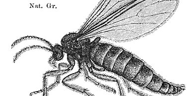 Ziemiórki w doniczce – jak rozpoznać problem i skutecznie go zwalczać