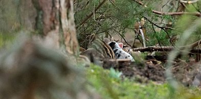 Show-biznes w KPN: jest nowy gracz