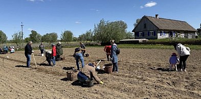 Będą sadzić ziemniaki w skansenie, można dołączyć