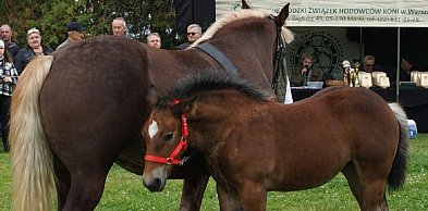 Nadchodzące wydarzenia w Sochaczewie i okolicy [24 kwietnia - 3 maja]