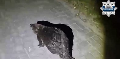 Specjalna eskorta policji w Brochowie, jest nagranie z akcji [WIDEO]