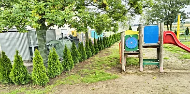 Trwają prace nasadzeniowe przy szkołach w Młodzieszynie i Janowie-87888