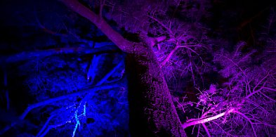 Iluminacja parku w Żelazowej Woli czas start-88646