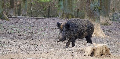 Dzik jest dziki, dzik jest zły: o dzikach na sesji w Młodzieszynie i nie tylko-89021