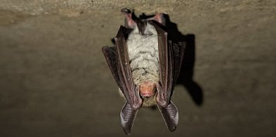 Nowy mieszkaniec KPN, do tego rzadki-90493