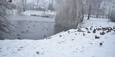 Przyducha na stawie w parku Garbolewskiego, sytuacja jest poważna-90646