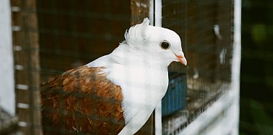 Wystawa gołębi rasowych i ozdobnych w Sochaczewie, będą nagrody-90661