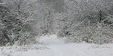 KPN zaprasza na zimowe warsztaty tropienia zwierząt-90820